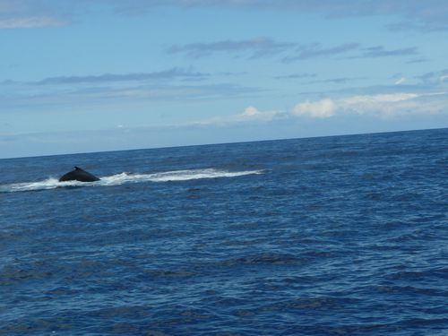 Cap Homard, baleines et Cilaos 048