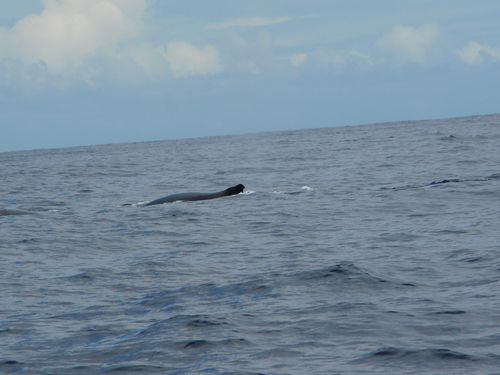 Cap Homard, baleines et Cilaos 050