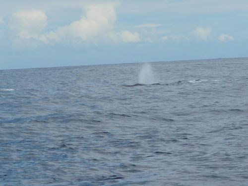 Cap Homard, baleines et Cilaos 053