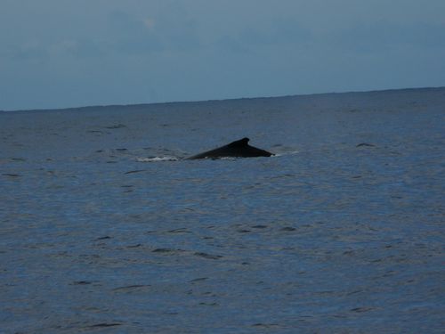 Cap Homard, baleines et Cilaos 060