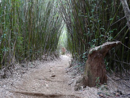 Kabarachois - sentier Providence le Brûlé 093