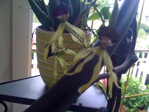orchid-11-0428.JPG