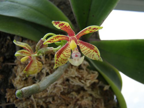 phalaenopsis-manii.JPG