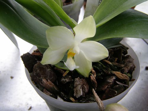 phalaenopsis-micholitzii.JPG