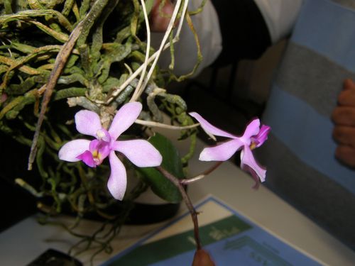 phalaenopsis-wilsonii.JPG