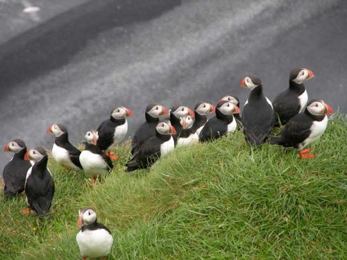 Iceland 13 04 Dyrholaey Puffins