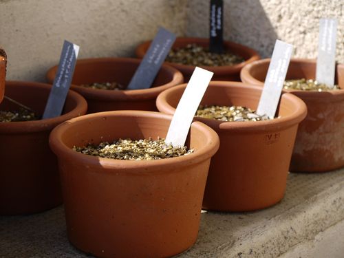jardinenpot.jpg