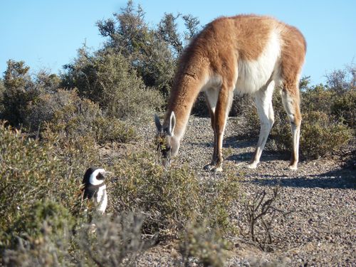 125 - un pingouin et on pote le guanaco