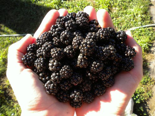 mures-mulberries2010 (2)