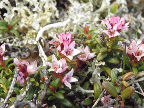 2010-06-02 Aiguillette des Posettes 3