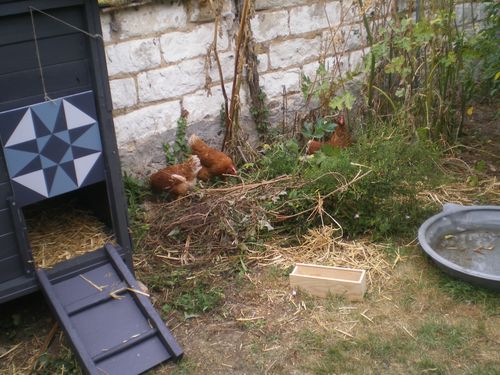 poules-007.JPG
