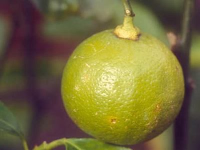 bergamote