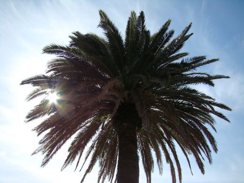 Palmier au Rayol 1
