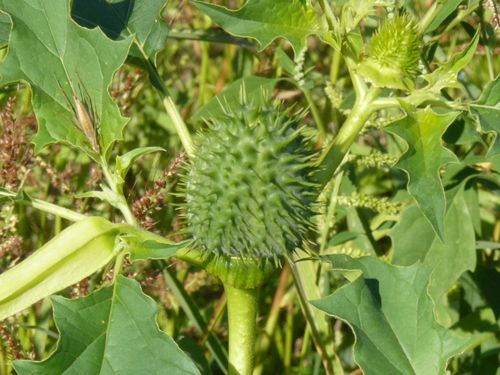 planter un datura