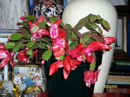 Cactus de Noël