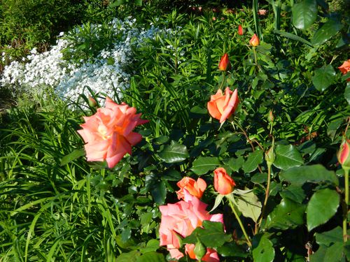Fleurs-de-mai-2012-030.JPG