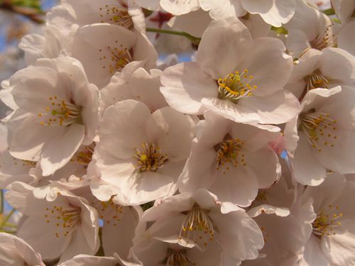 cerisier en fleur détail