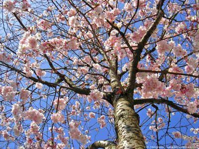 printemps-arbre-fleurs-4-bce71