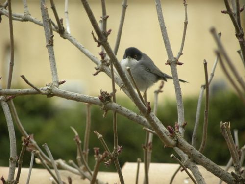 fauvette melanocephale