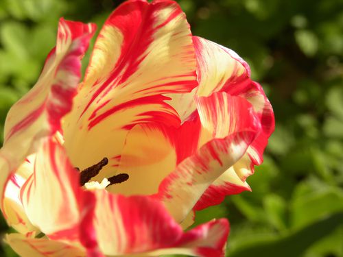 tulipe-