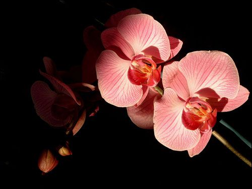 un orchidee