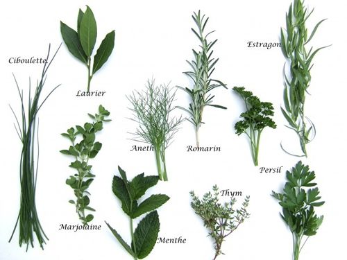 herbes-aromatiques-1-.jpg