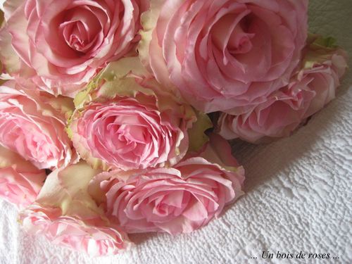roses-fete-des-meres.JPG