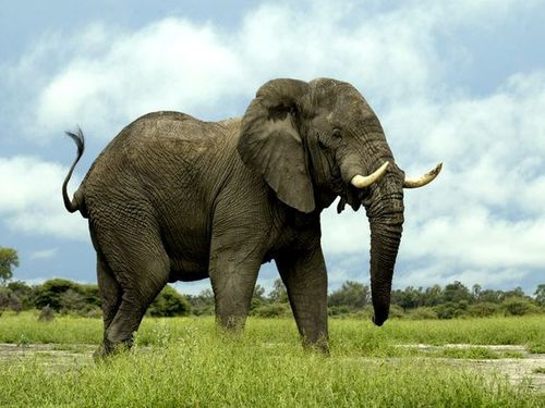 african-elephant_435_600x450.jpg