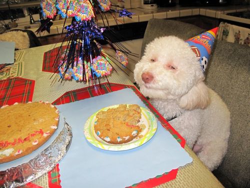 doggy.jpg