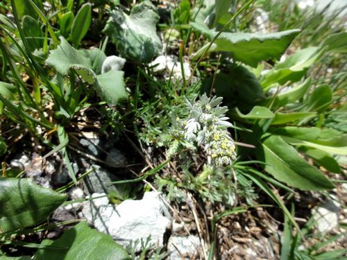 Génépi (artemisia Umbelliformis) - Graines Baumaux