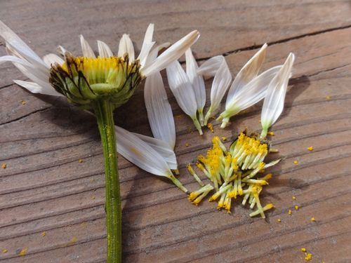 Marguerites--fleurs-tubuleuses-et-ligulees-C.JPG