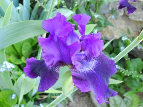 iris-bleu-violet.jpg