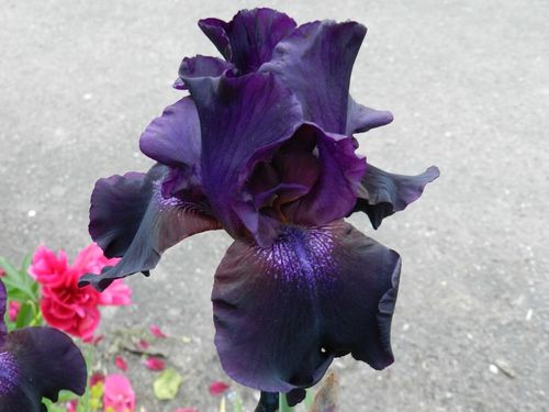 iris-noir.jpg