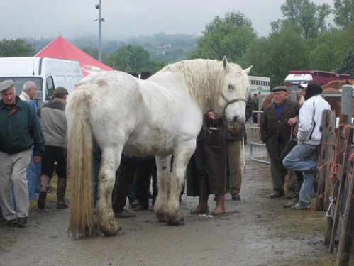 Foire Aux Chevaux A Maurs Sarah46 Over Blog Com