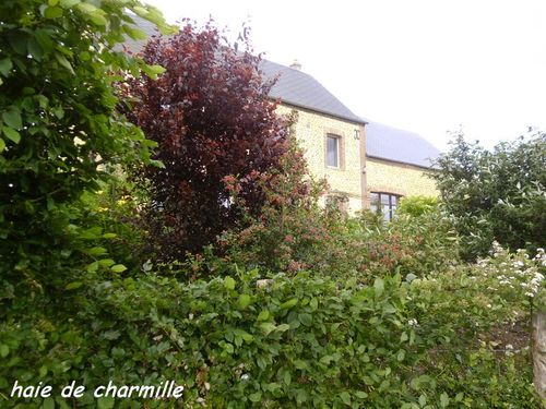 15juin--29-.JPG