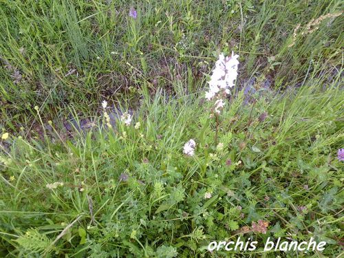 orchys-blanche.JPG