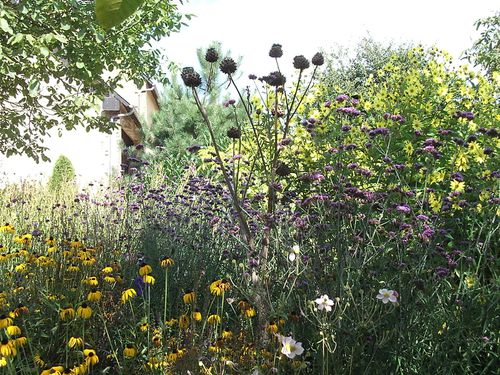 helianthus--cardon--verveine-de-buenos-aires.JPG