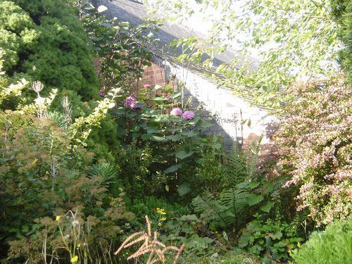 clérododendron