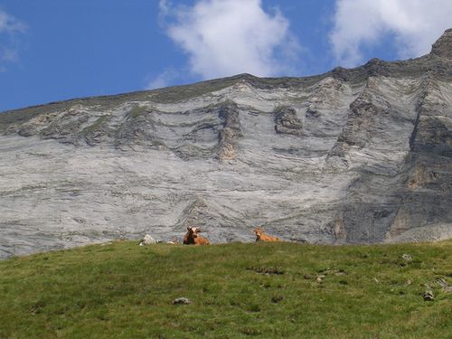 des vaches gardent le cirque