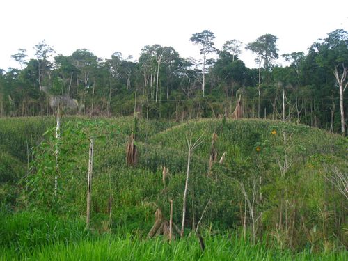 deforestation-amazonie-par-agri.jpg