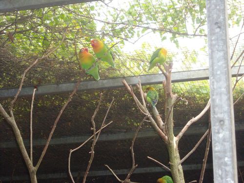 Parc des oiseaux 041