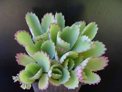 Images de plantes fleurie. KALANCHOE-LAETIVIRENS--8-