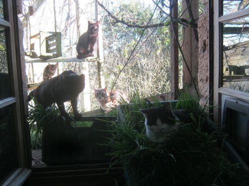 animals-4772.JPG