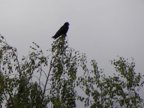 Corbeau