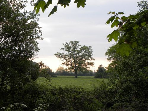 Le bel arbre