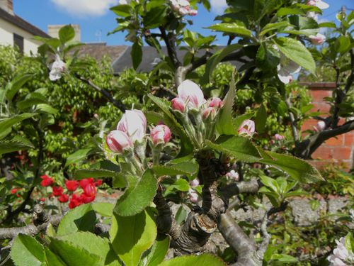 Pommier fleurs2