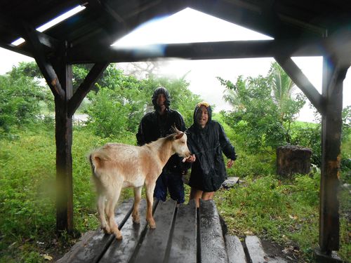 candide rencontre surinam