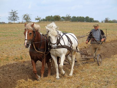 Farmer plowing