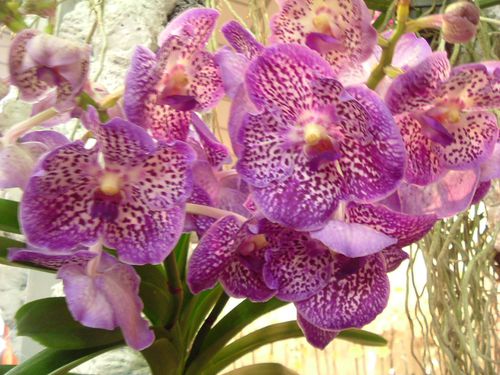 Orchidées 026