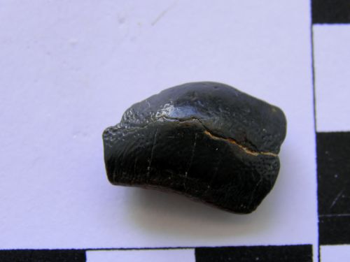 dent d'Asteracanthus sp. 2a